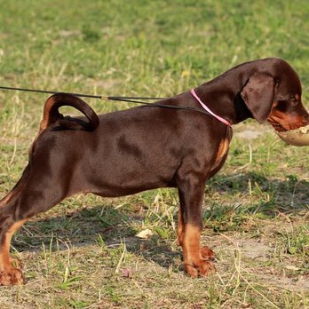 Maris Stella Kennel - Pet Breeders Near Me Maris Stella Kennel - Pet Breeders Near Me