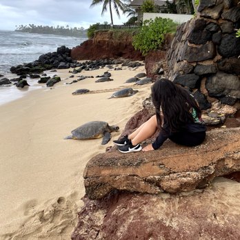 The Magic of Maui Experience - wild sea turtle watching - Tours Near Me - Kihei, Hawaii The Magic of Maui Experience - wild sea turtle watching - Tours Near Me - Kihei, Hawaii