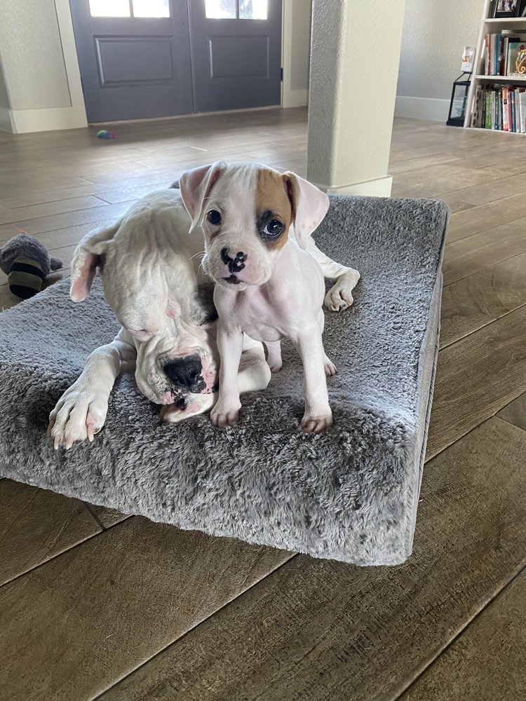 TOWN & COUNTRY ANIMAL HOSPITAL & BOARDING Updated May 2024 16