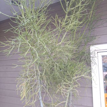 Santiago 76 - The tallest firestick tree I've ever seen - Gas Stations Near Me - Santa Ana, California Santiago 76 - The tallest firestick tree I've ever seen - Gas Stations Near Me - Santa Ana, California