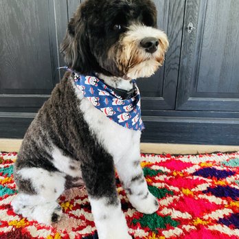 Pet Stylist Heather Tuthill - Pet Groomers Near Me - Oakland, California