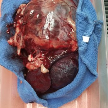 All Creatures Care Cottage - 7lb tumor in stomach - Veterinarians Near Me - Costa Mesa, California All Creatures Care Cottage - 7lb tumor in stomach - Veterinarians Near Me - Costa Mesa, California