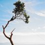 Photo of 2 Mikes Tree Service