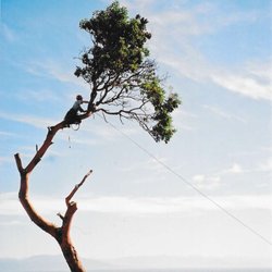 2 Mikes Tree Service - Arbutus