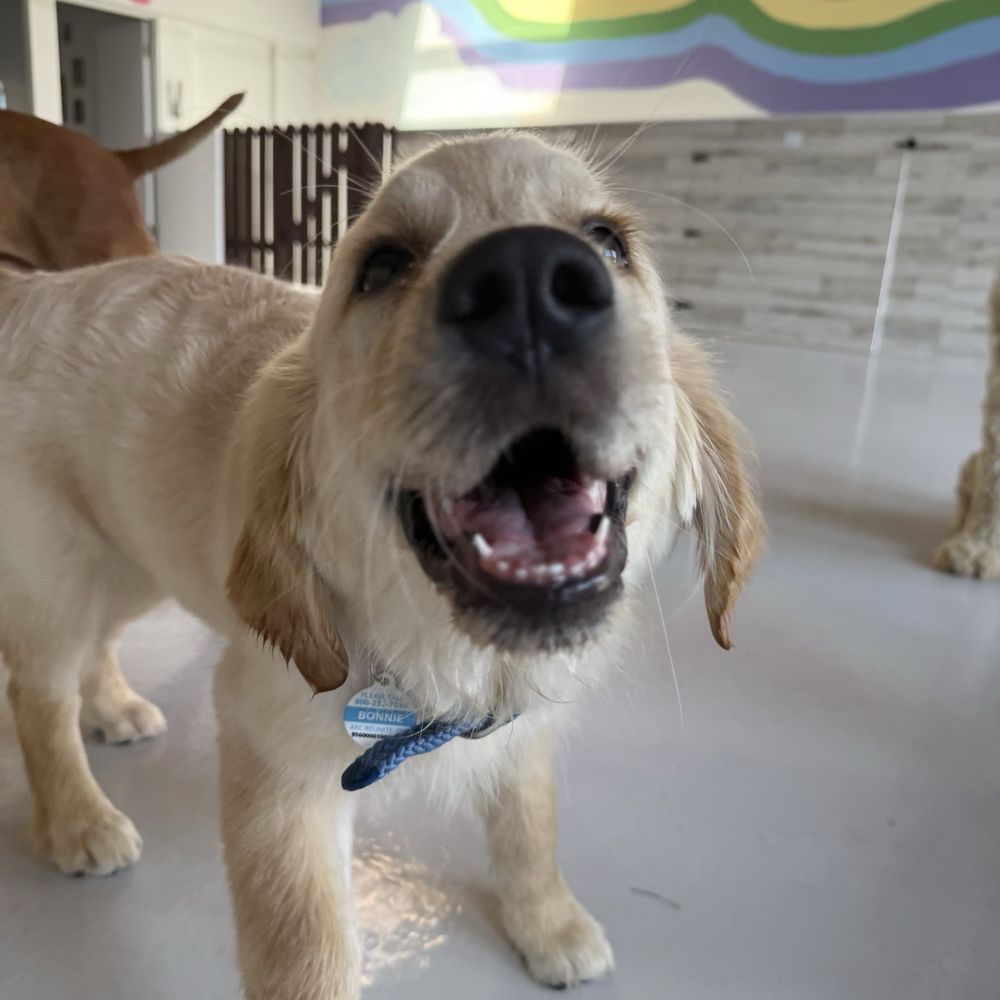 A Bark Idea - Pet Training Near Me - Redondo Beach, California A Bark Idea - Pet Training Near Me - Redondo Beach, California