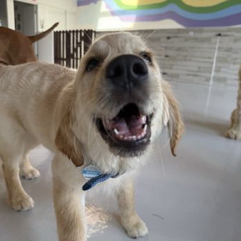 A Bark Idea - Pet Training Near Me - Redondo Beach, California