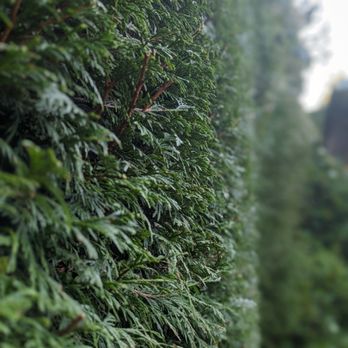 Green Barber - Tree Services Near Me