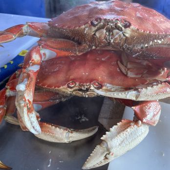 Ketch Harbor Pub - Live crab we bought and had steamed there at the restaurant - Seafood Near Me - Half Moon Bay, California