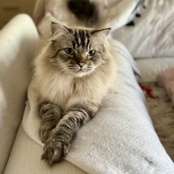 Carolyn Araiza, DVM - Happy kitty again 3