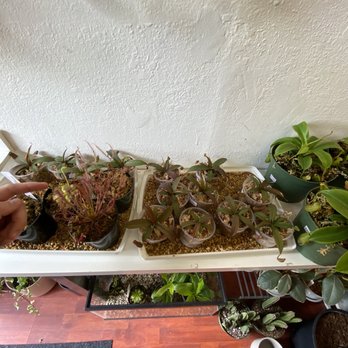 The Plant Sitter - Inside - Nurseries & Gardening Near Me - San Jose, California The Plant Sitter - Inside - Nurseries & Gardening Near Me - San Jose, California