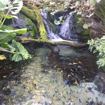 Gorilla Falls Exploration Trail - Nice Walk With So Many Fish. March 2017. - Amusement Parks Near Me - Lake Buena Vista, Florida
