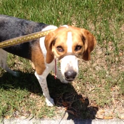 Premiere Pet Sitting And Dog Walking service - Going on a great walk!!!