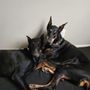 Photo of Doberman Pinscher Rescue