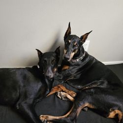 Doberman Pinscher Rescue