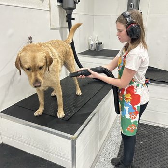Dynamite Dogs Training & Grooming - Pet Training Near Me - Murrieta, California