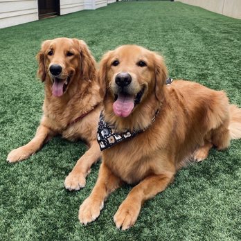 As the Fur Flies - Pet Groomers Near Me - Austin, Texas As the Fur Flies - Pet Groomers Near Me - Austin, Texas