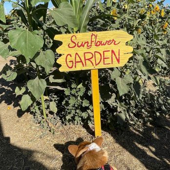 Frosty's Forest Pumpkin Patch - Sunflower garden - Attraction Farms Near Me - Chino, California Frosty's Forest Pumpkin Patch - Sunflower garden - Attraction Farms Near Me - Chino, California