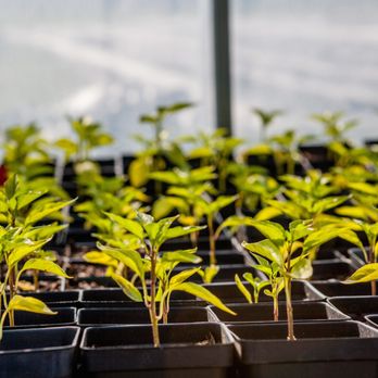 Grow Dat Youth Farm - Basil growing in Grow Dat's hoophouse. - Farms Near Me - New Orleans, Louisiana Grow Dat Youth Farm - Basil growing in Grow Dat's hoophouse. - Farms Near Me - New Orleans, Louisiana