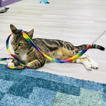 The Kitty Beautiful - This beauty is Kimchi! - Cafes Near Me - Orlando, Florida