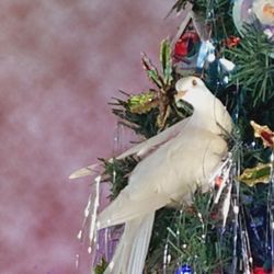 10 year old white Ring Neck Dove
