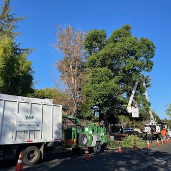 Corona Tree Experts - Tree Services Near Me - San Jose, California