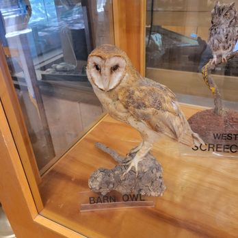 Oak Canyon Nature Center - Beautiful owl - Parks Near Me - Anaheim, California