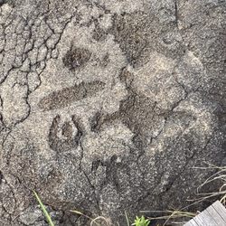 Pu'u Loa Petroglyphs
