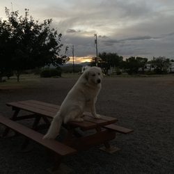Twin Buttes Rv - Meet Max, our park protector for all who visit. He  works hard keeping your pets protected from the coyotes and boar in the area.