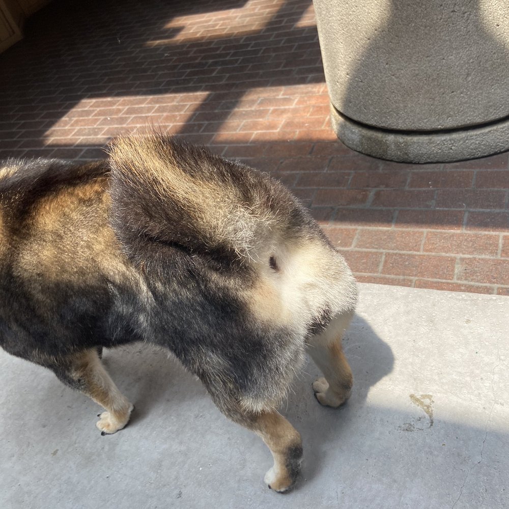 Heavenly Paws - Trimmed butt - Pet Groomers Near Me - Upland, California