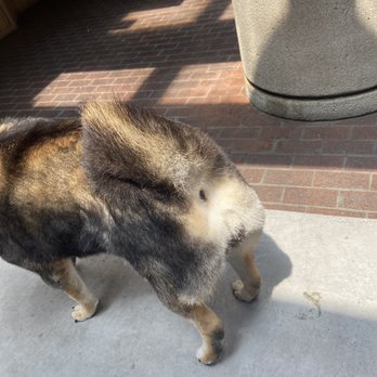 Heavenly Paws - Trimmed butt - Pet Groomers Near Me - Upland, California