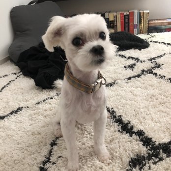 Bubbles Dog Grooming - Post bubbles! - Pet Groomers Near Me - Los Angeles, California Bubbles Dog Grooming - Post bubbles! - Pet Groomers Near Me - Los Angeles, California