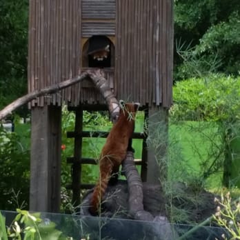 Virginia Zoo - Love the red pandas! - Zoos Near Me - Norfolk, Virginia Virginia Zoo - Love the red pandas! - Zoos Near Me - Norfolk, Virginia