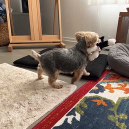 She loves her VEG toy cat she was given during her visit! She loves her VEG toy cat she was given during her visit!