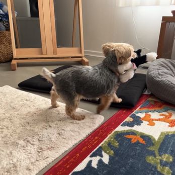 Veterinary Emergency Group - She loves her VEG toy cat she was given during her visit! - Emergency Pet Hospital Near Me - Hillsboro, Oregon Veterinary Emergency Group - She loves her VEG toy cat she was given during her visit! - Emergency Pet Hospital Near Me - Hillsboro, Oregon