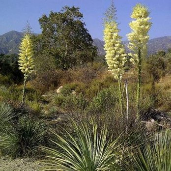 Hahamongna Watershed Park - Yucca plants and agave( Hahamongna) - Parks Near Me - La Cañada Flintridge, California Hahamongna Watershed Park - Yucca plants and agave( Hahamongna) - Parks Near Me - La Cañada Flintridge, California
