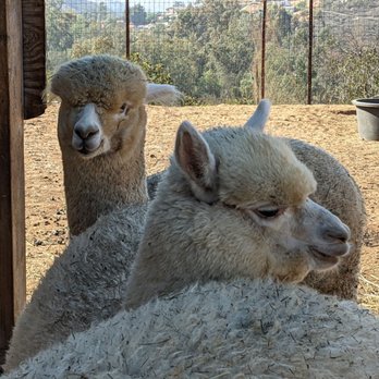 A Simpler Time Alpaca Farm And Mill - Momma alpacas. - Knitting Supplies Near Me - El Cajon, California
