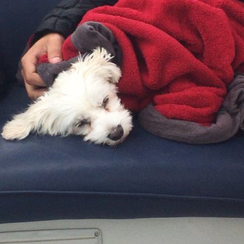 Oceanside Boat Rentals - Took our dog and she just relaxed and enjoyed a nap. - Boating Near Me - Oceanside, California Oceanside Boat Rentals - Took our dog and she just relaxed and enjoyed a nap. - Boating Near Me - Oceanside, California