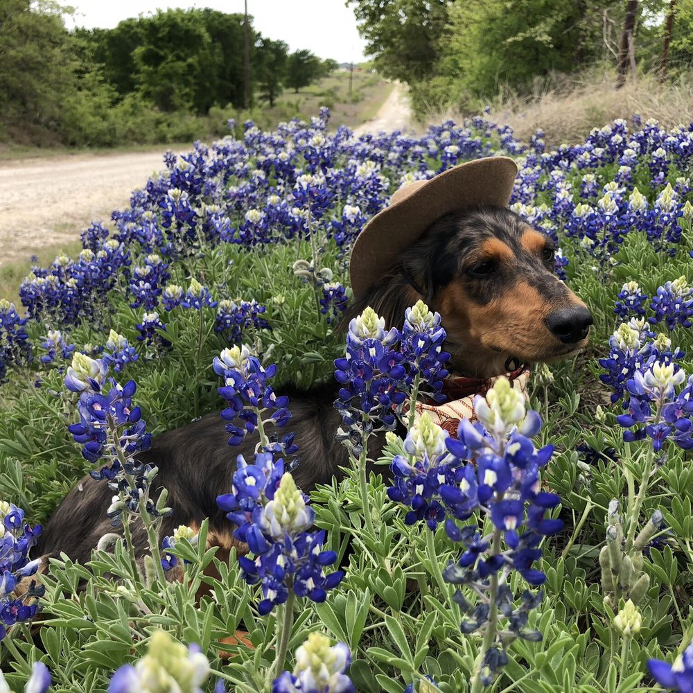 Dogologie - Texas Bluebonnet heaven! - Pet Stores Near Me - Fredericksburg, Texas