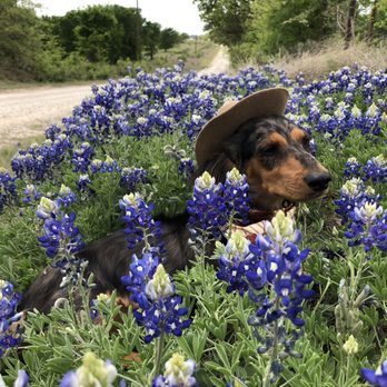 Dogologie - Texas Bluebonnet heaven! - Pet Stores Near Me - Fredericksburg, Texas Dogologie - Texas Bluebonnet heaven! - Pet Stores Near Me - Fredericksburg, Texas