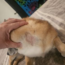 All Fur Love - Bald spot down to the skin.