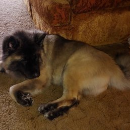 Does Anyone Do Cat Grooming in Fortuna Ca? Discover Top Services!