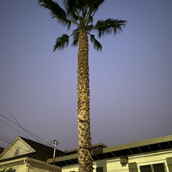 Pmc Tree Service - Great job - Tree Services Near Me - San Jose, California