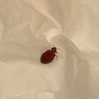 Regency Inn & Suites - This is a dead BUG BED that had been eating us. - Hotels Near Me - Winnemucca, Nevada Regency Inn & Suites - This is a dead BUG BED that had been eating us. - Hotels Near Me - Winnemucca, Nevada