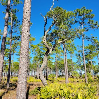 Ochlockonee River State Park - Parks Near Me - Sopchoppy, Florida Ochlockonee River State Park - Parks Near Me - Sopchoppy, Florida