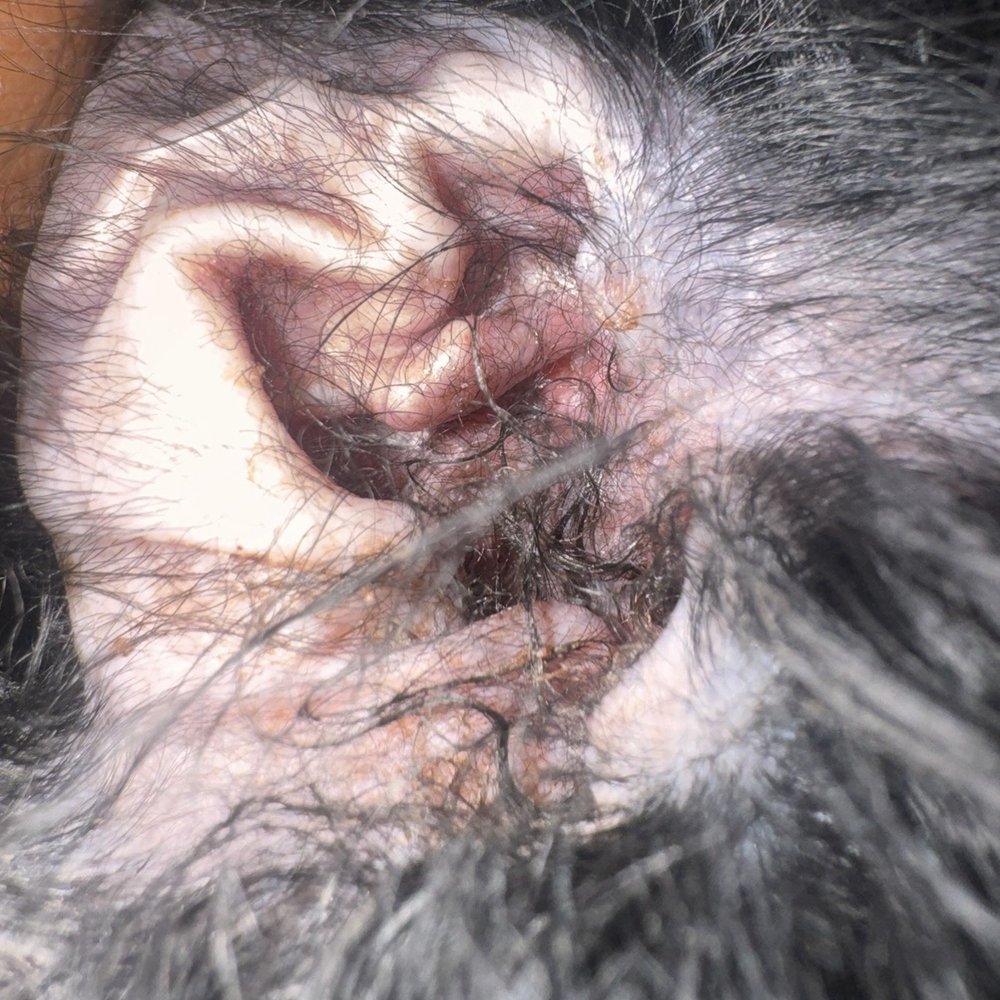 Pupstudio - Ears are still very hairy - Pet Stores Near Me - New York, New York Pupstudio - Ears are still very hairy - Pet Stores Near Me - New York, New York