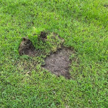 Custom Landscaping of Eagle River Inc - a dog's paw print in the grass - Landscaping Near Me - Eagle River, Wisconsin Custom Landscaping of Eagle River Inc - a dog's paw print in the grass - Landscaping Near Me - Eagle River, Wisconsin