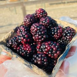 Dave's Fresh Produce - Organic wild blackberries