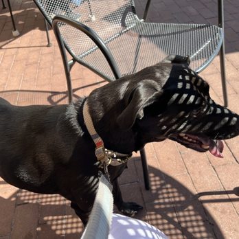Puccini Restaurant - Sweetie loves Puccini's pizza crust. We both like thin crust that's slightly charred - Pizza Near Me - Cumberland, Maryland