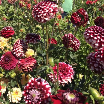 Swan Island Dahlias - Nurseries & Gardening Near Me - Canby, Oregon