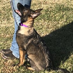 Pappaws Dog Training Center